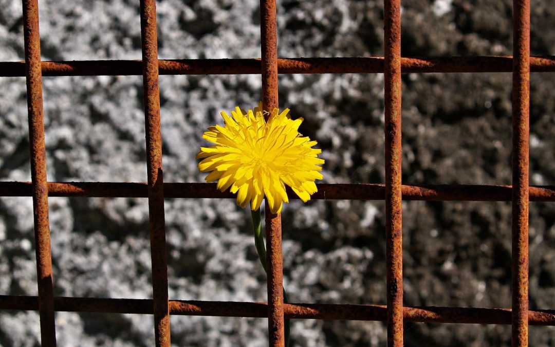 image if flower growing through bars